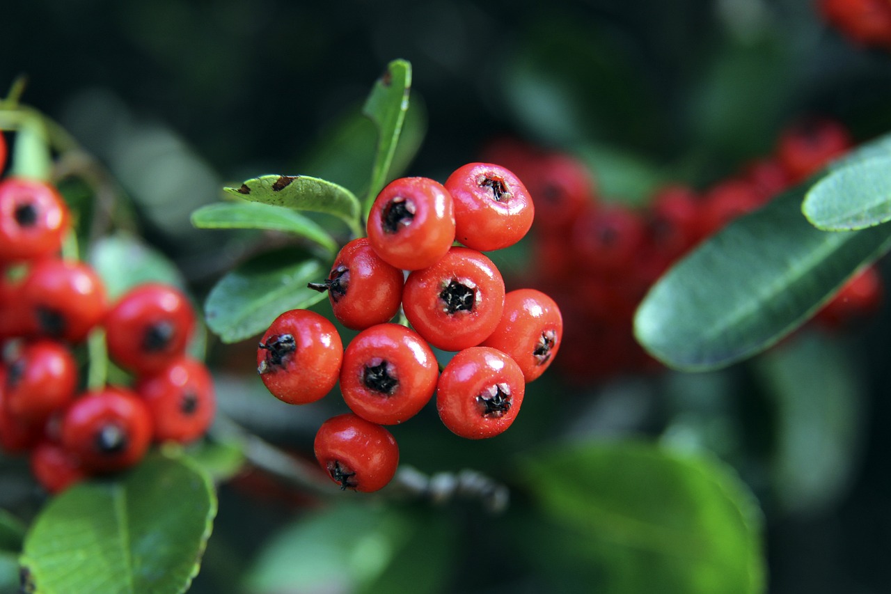 将为球队带 将为球队带